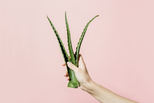 The Benefits Of Using Aloe Vera For Skin Care & More