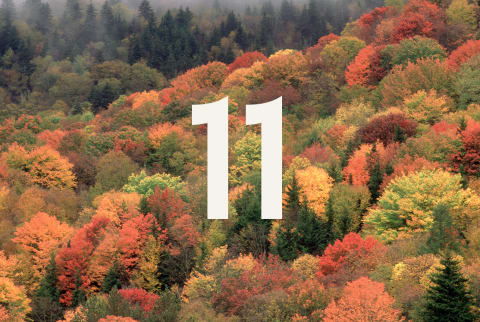 number 11 overlaid fall foliage number 11 overlaid fall foliage
