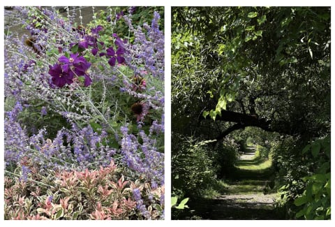 photograph of flower next to photograph of forest trail photograph of flower next to photograph of forest trail