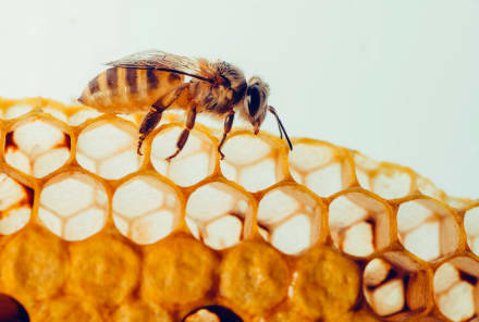What Is Bee Propolis & How Does It Benefit Sensitive Skin? What Is Bee Propolis & How Does It Benefit Sensitive Skin?