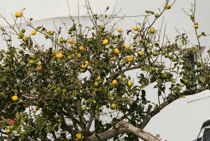 The Mediterranean Diet Is Hyped — What Greek Grandmothers Actually Cook