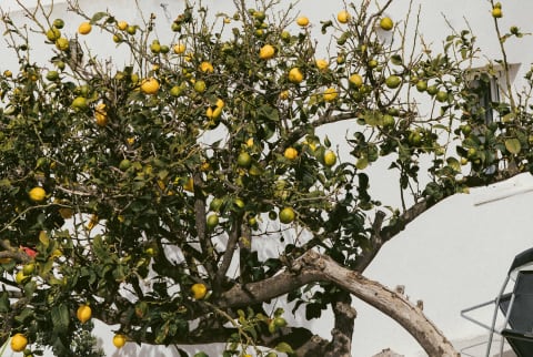 Lemon tree Lemon tree